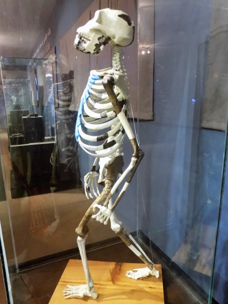 This photo shows the skeletal remains of Lucy, the oldest hominid, in an upright walking position