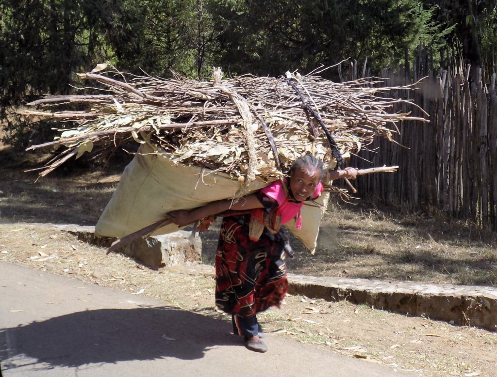 This photo shows a lady bent double as she struggles to carry a huge bundle of eucalyptus branches on her back