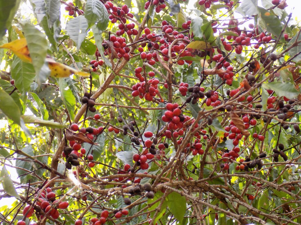 This photo shows a coffee plant covered in bright red beans