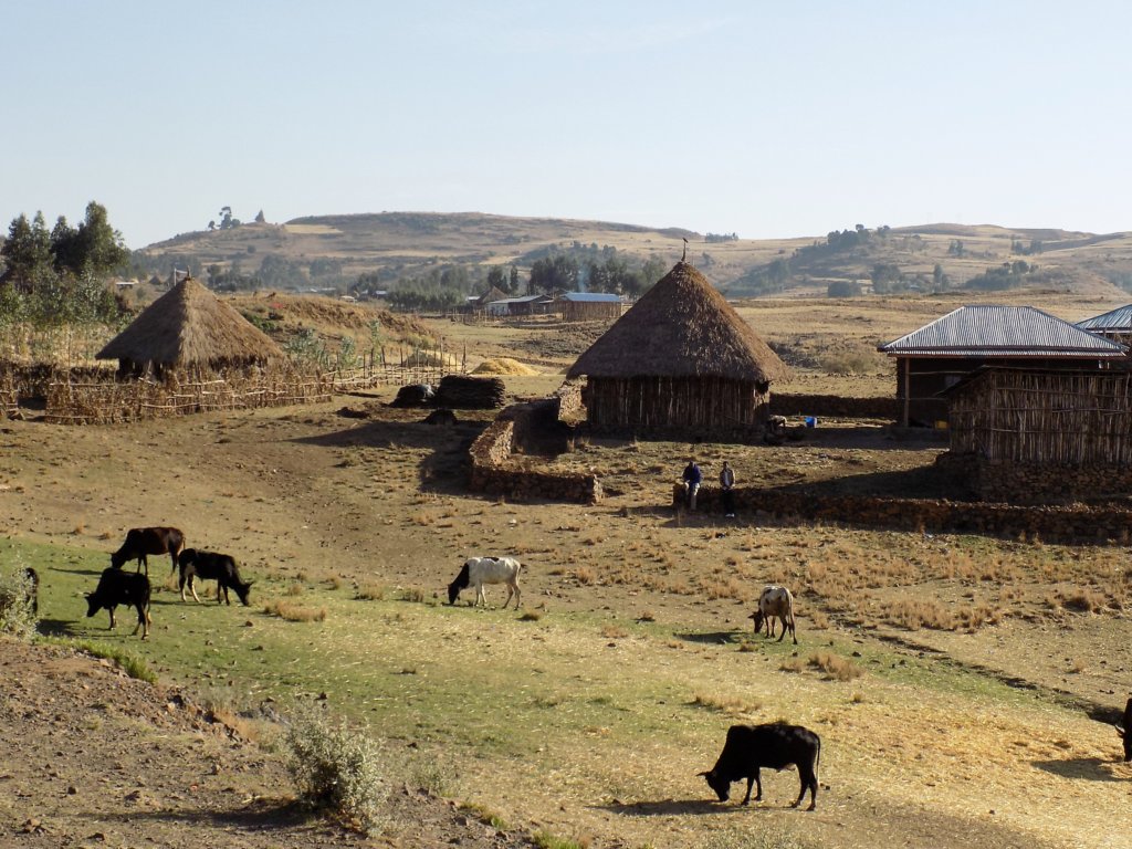 This photo was taken on the road to Debre Markos and shows a typical Ethiopian village with thatched roofed huts, haystacks and cattle.