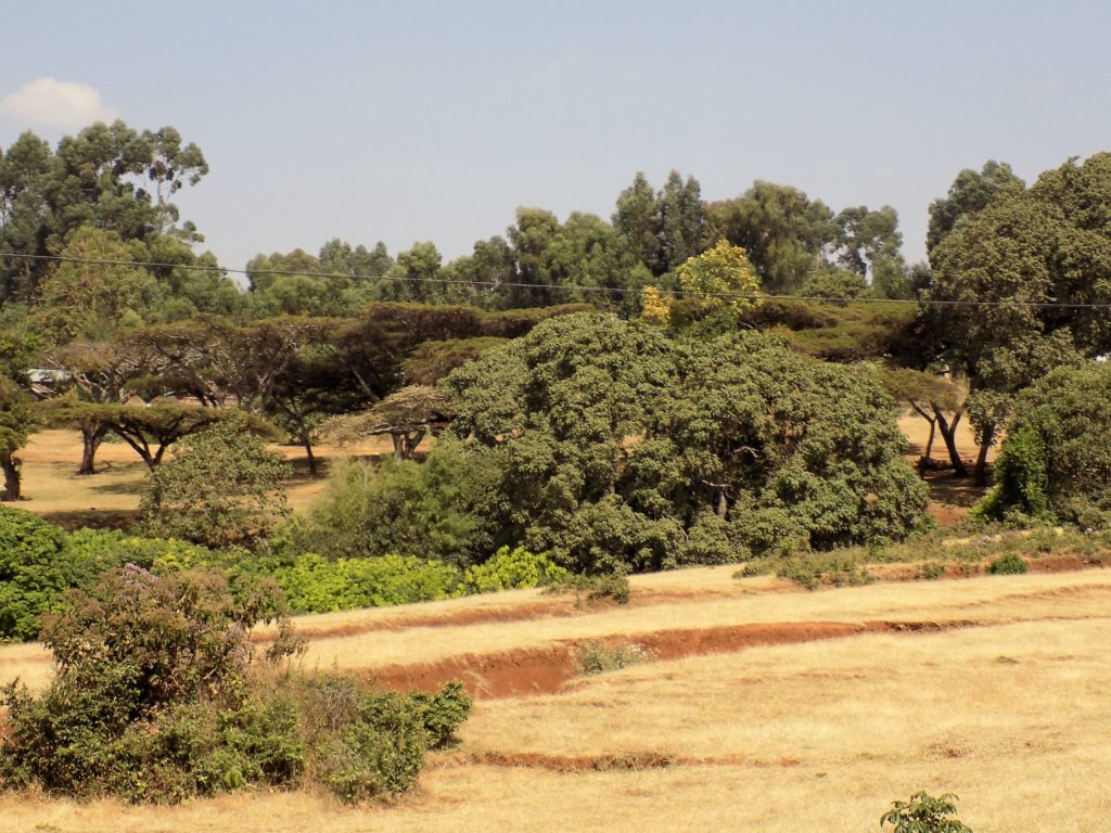 This photo shows verdant trees and bushes set against the dry brown earth.