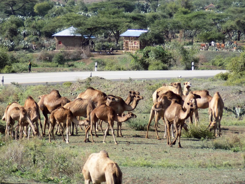 This photo shows a number of camels grazing by the side of the road