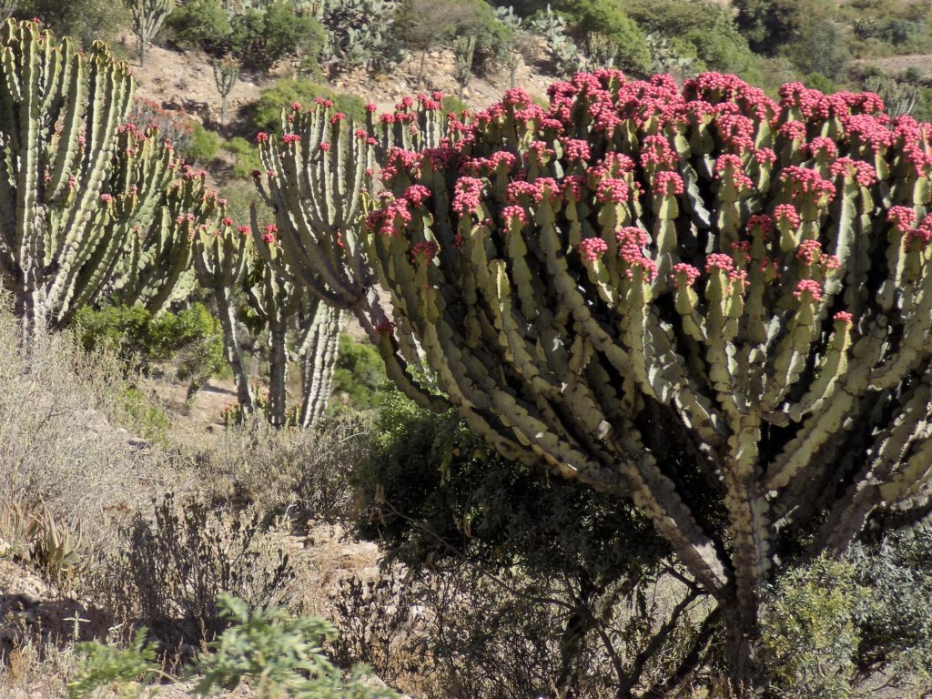 This photo shows dramatic cacti covered in vivid pink flowers