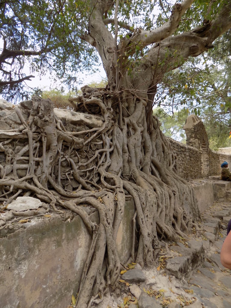 This photo shows an amazing tree with its roots growing onto, into and through a brick wall