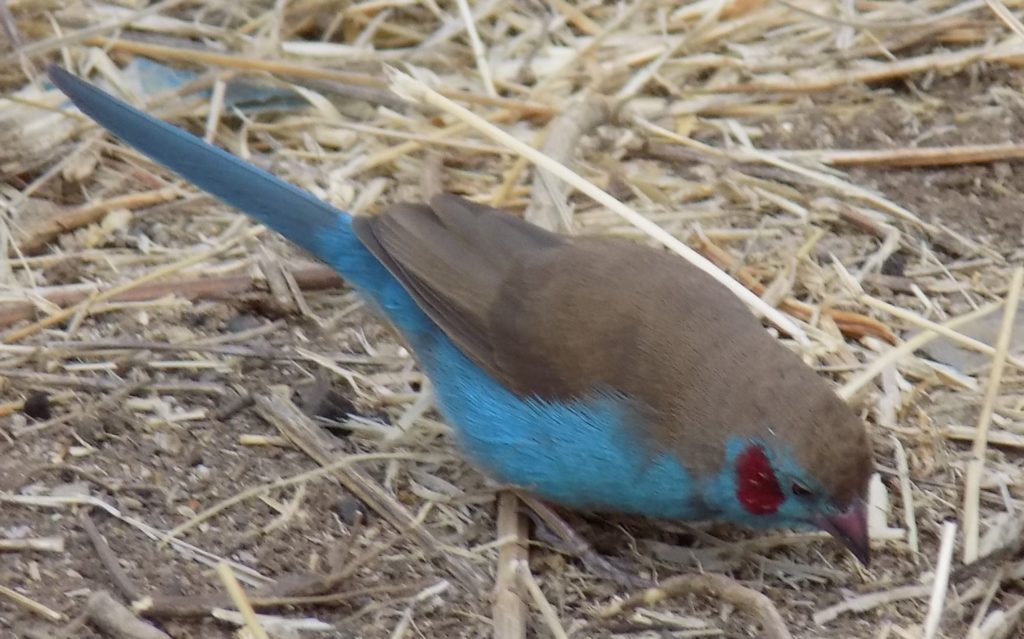 This photo shows a bird with brilliant blue chest and tail feathers, a brown back and a flash of red on its cheek