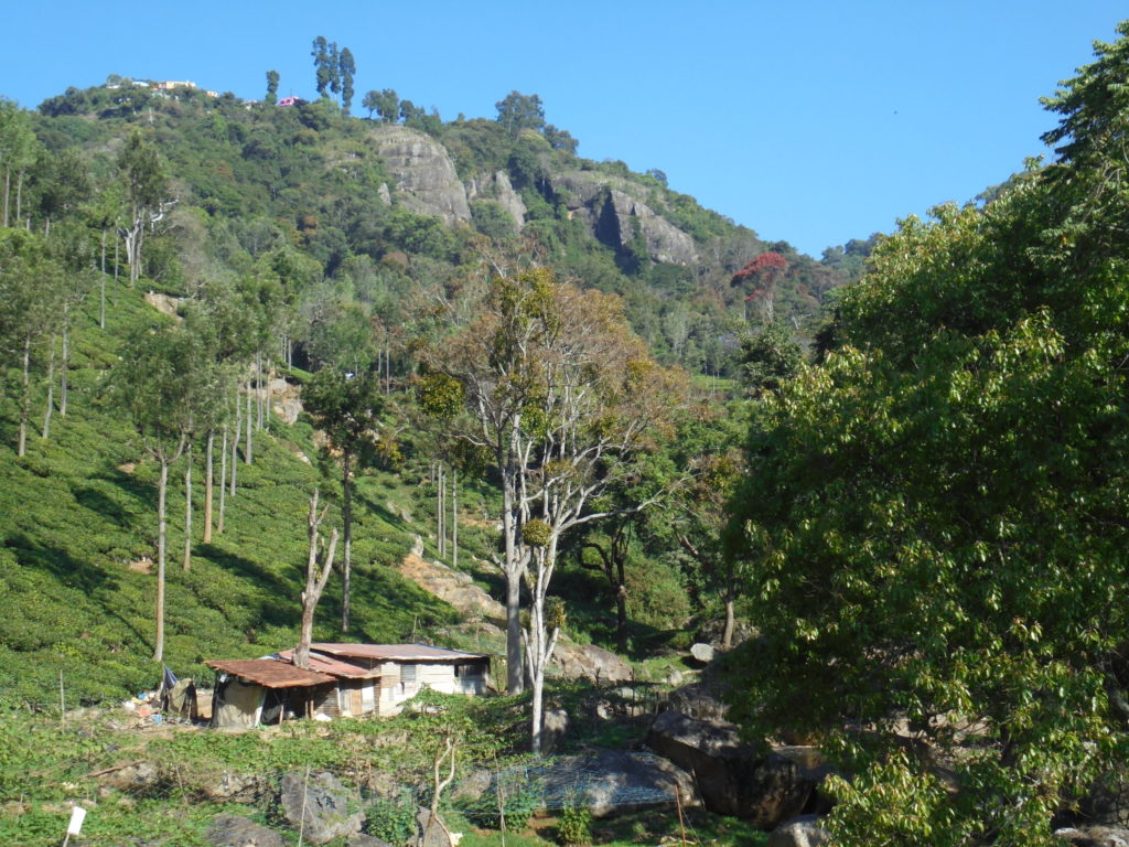 This picture shows lush green scenery set against a brilliant blue sky