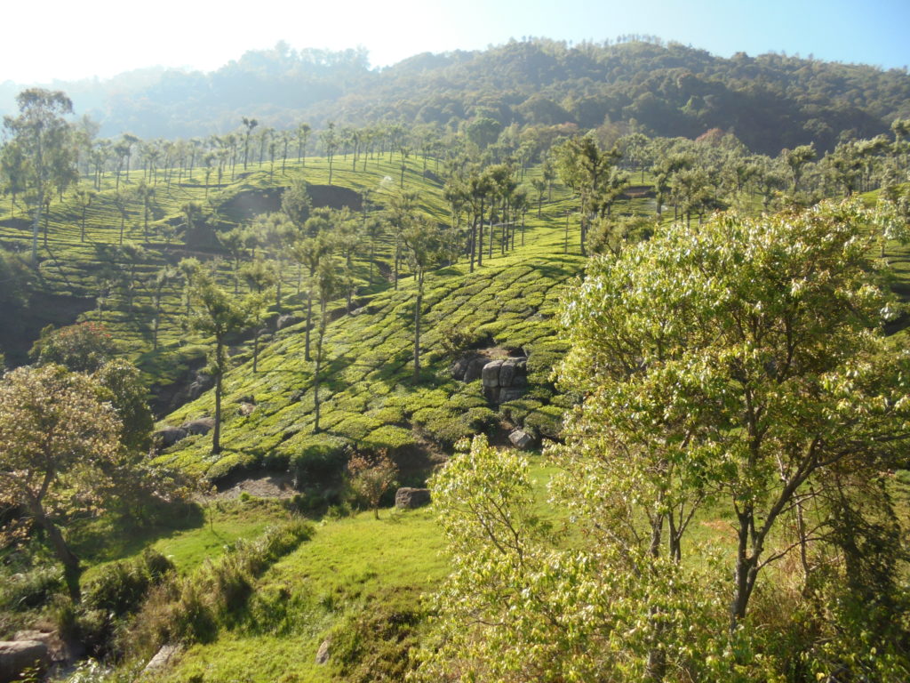 This picture shows verdant tea plantations high in the hills