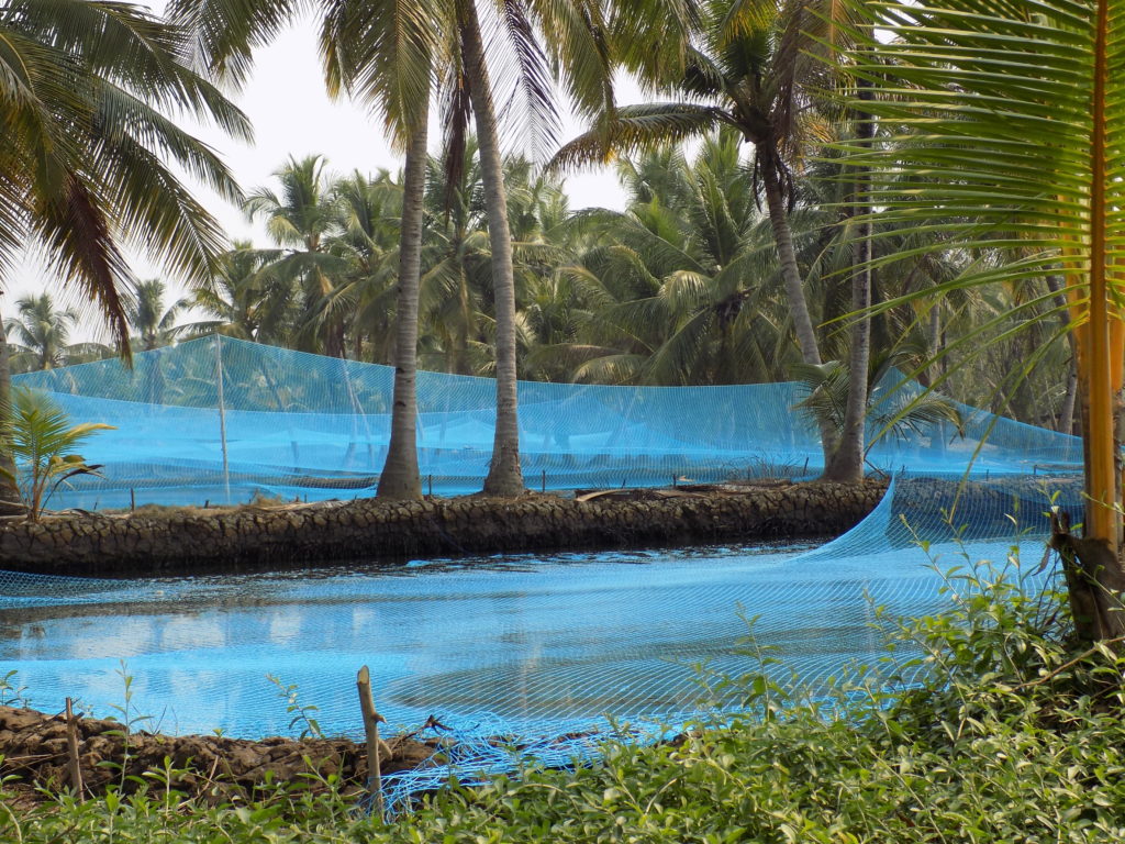 This photo shows protective blue netting covering the tiger prawn beds