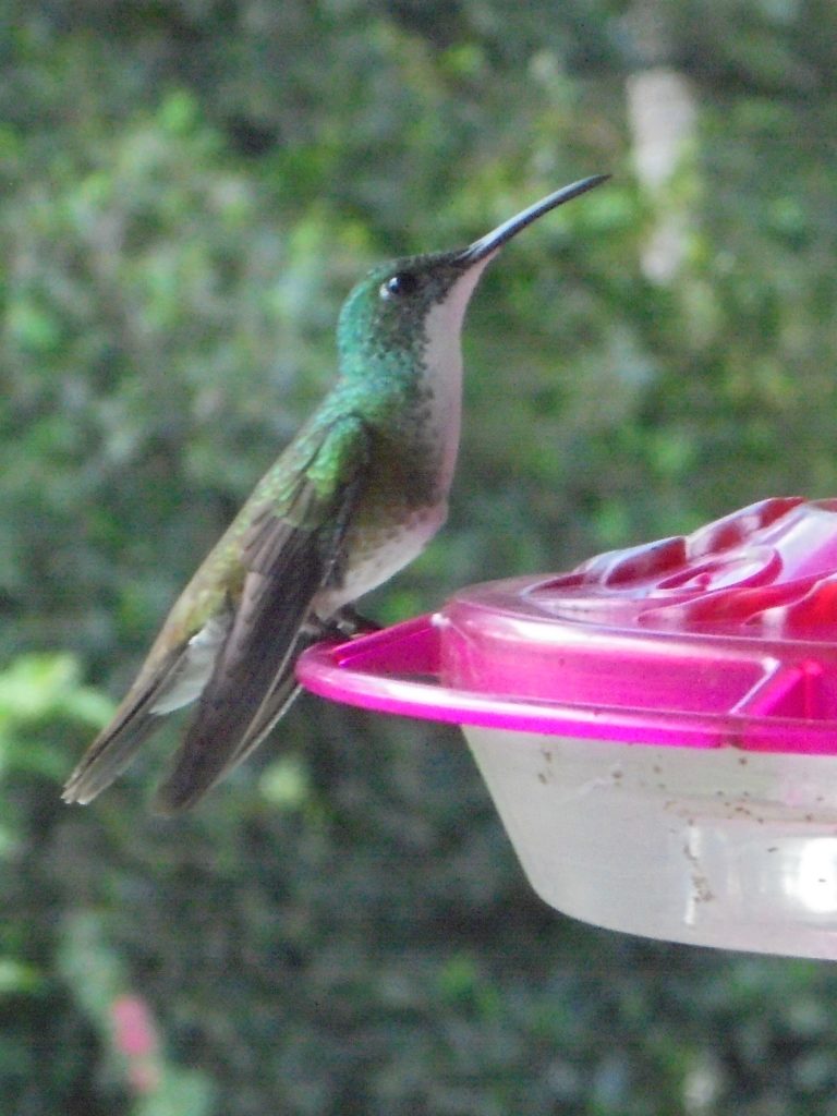 An image of a White-Chested Emerald Hummingbird taken at the Asa Wright Centre, Trinidad.