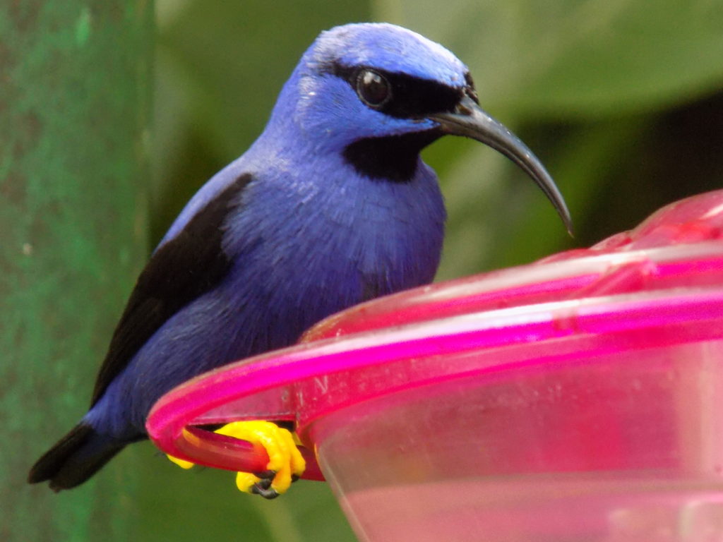 A close-up image of a male purple honeycreeper bird taken at the Asa Wright Centre, Trinidad.