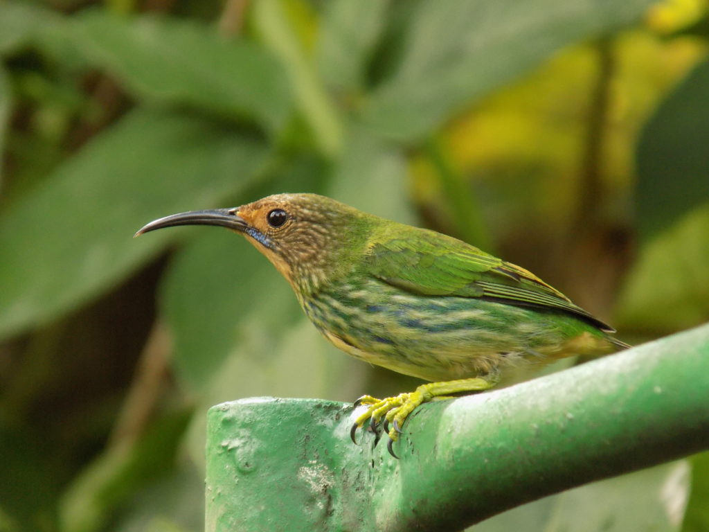 A close-up image of a female purple honeycreeper bird taken at the Asa Wright Centre, Trinidad. The species is named after the male. The female isn't purple - it's green!