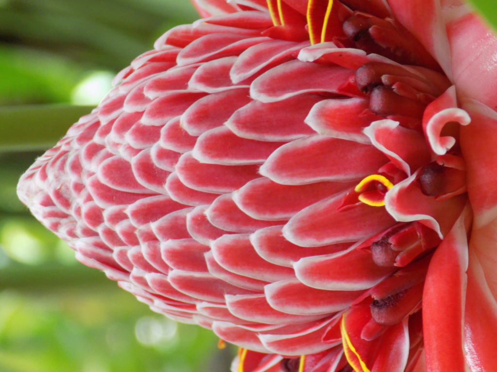 A close-up image of the stunning ginger flower in vibrant pink taken at the Asa Wright Centre, Trinidad.