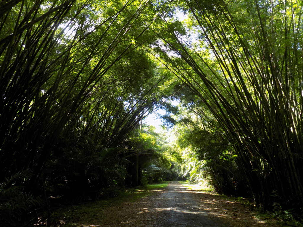 An image of the Bamboo Cathedral, Trinidad. This is a place where giant bamboo arches over the road to create a cathedral-like structure.