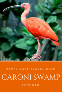 A visit to Caroni Swamp, #Trinidad. Click to read the full article. #Caribbean #travel #birds #nature