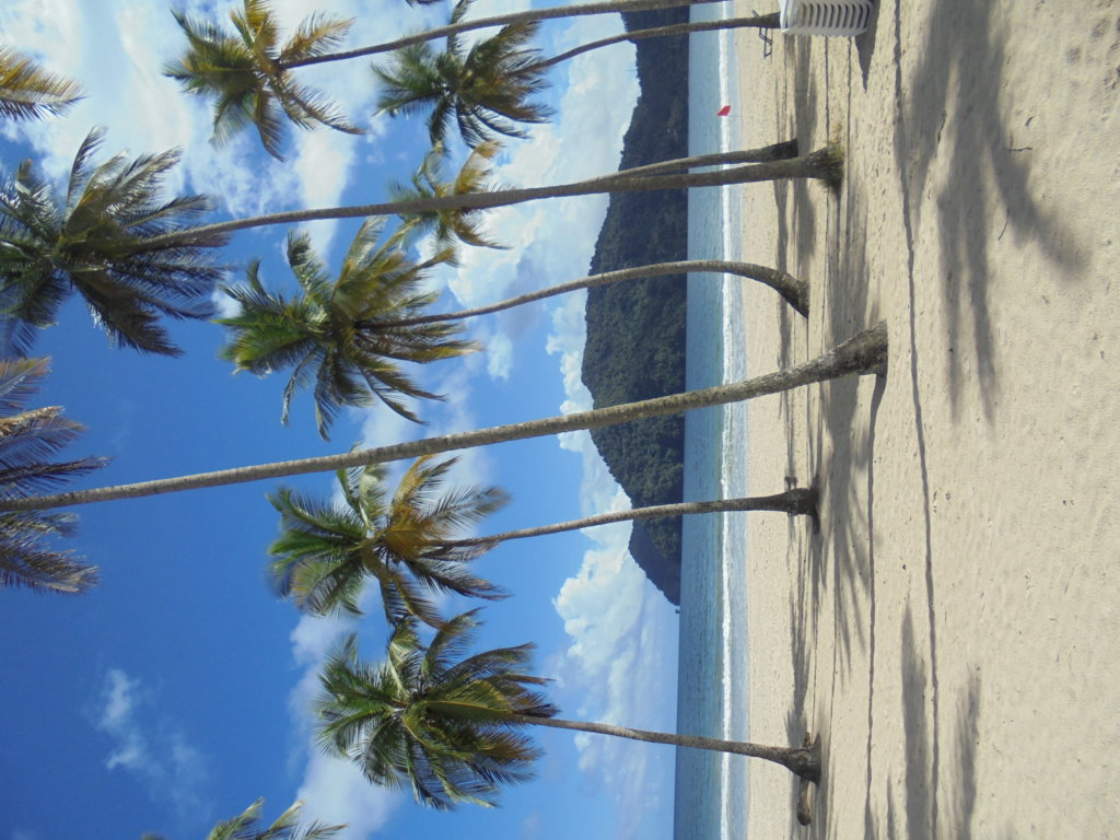 A photograph showing the golden sands of Maracas Beach, Trinidad punctuated by tall, willowy palm trees casting shadows on the beach