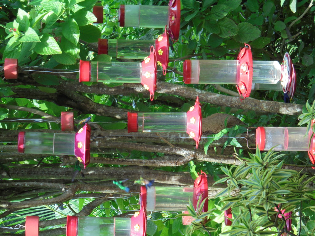 This photo shows a collection of hummingbird feeders all hanging close together from the branches of a tree in order to attract the maximum number of birds