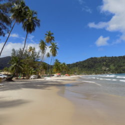 This photo shows the unspoiled beach of Maracas Bay, Trinidad, fringed with tall Palm trees and framed by a clear blue sky