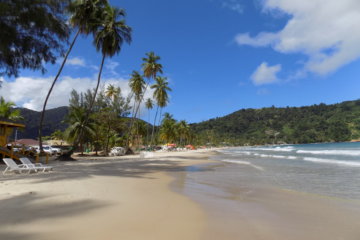 This photo shows the unspoiled beach of Maracas Bay, Trinidad, fringed with tall Palm trees and framed by a clear blue sky