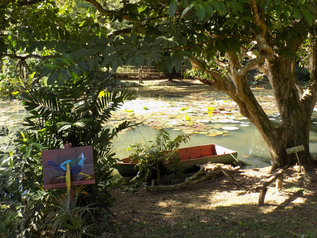 This photograph shows one of the lakes at Pointe-a-Pierre Wildfowl Trust. There is a wooden rowing boat in the foreground.