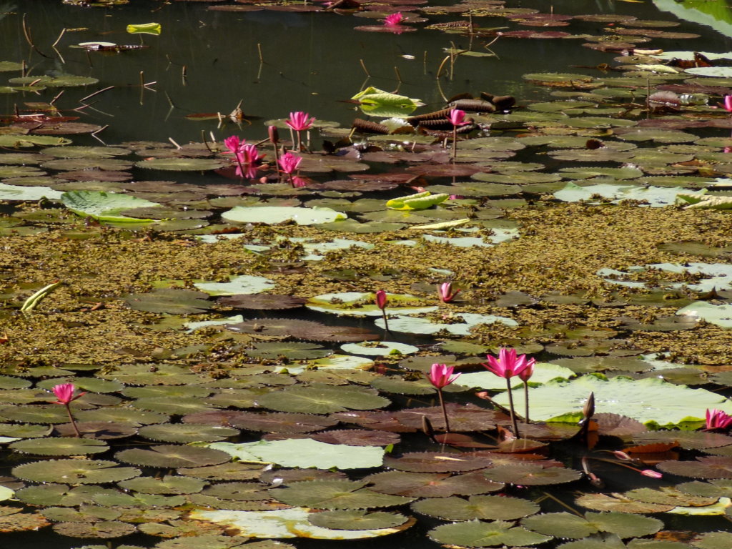 This photo shows shocking pink water lilies on the surface of one of the lakes at Pointe-a-Pierre Wildfowl Trust, Trinidad
