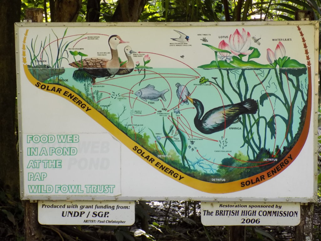 This picture shows one of the information boards displayed around the lakes at Pointe-a-Pierre Wildfowl Trust, Trinidad. This one describes the food web in a pond. 