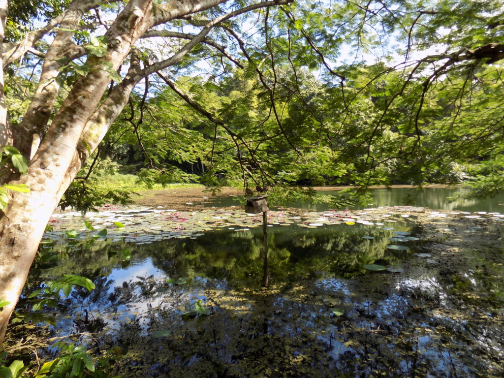This photo shows one of the lakes at Pointe-a-Pierre Wildfowl Trust, Trinidad with the trees reflected in the still water
