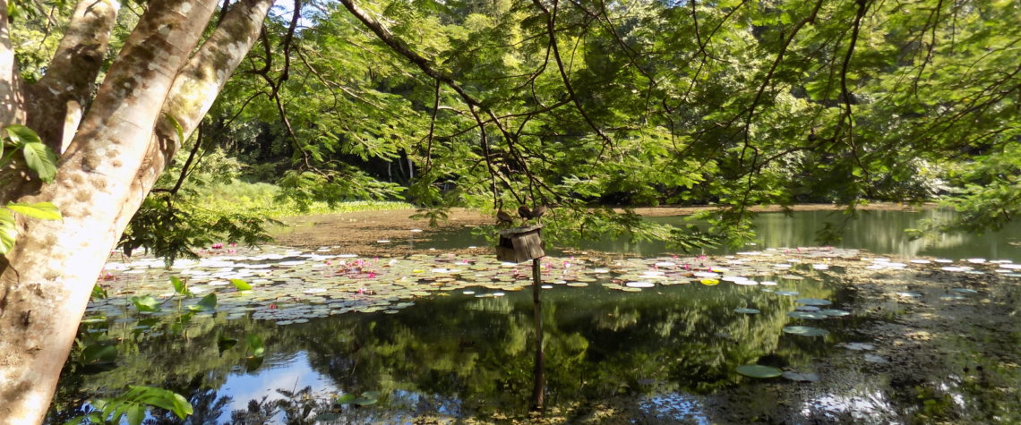 This photo shows one of the lakes at Pointe-a-Pierre Wildfowl Trust, Trinidad with the trees reflected in the still water