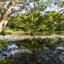 This photo shows one of the lakes at Pointe-a-Pierre Wildfowl Trust, Trinidad with the trees reflected in the still water