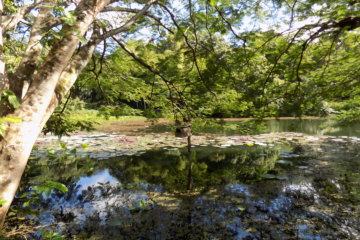 This photo shows one of the lakes at Pointe-a-Pierre Wildfowl Trust, Trinidad with the trees reflected in the still water