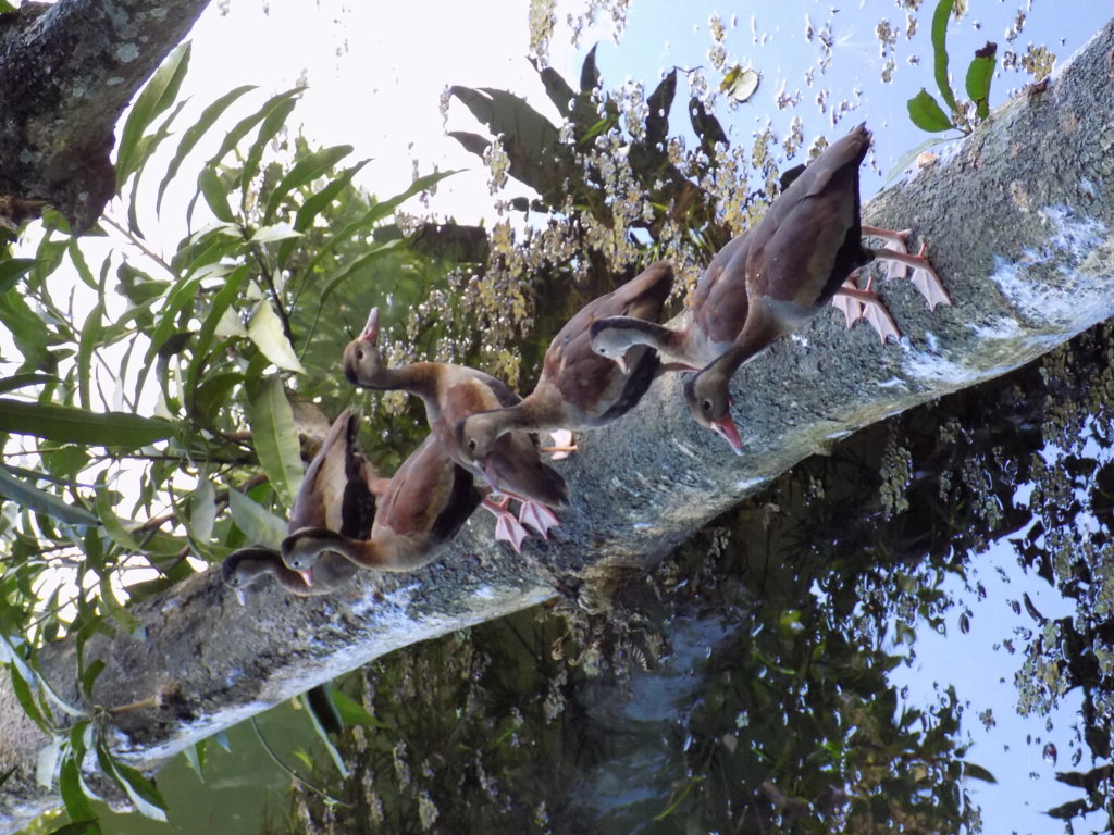 This photo shows Wild Muscovy Ducks at Pointe-a-Pierre Wildfowl Trust, Trinidad, They are standing in a row on a broken tree trunk which had fallen into the lake