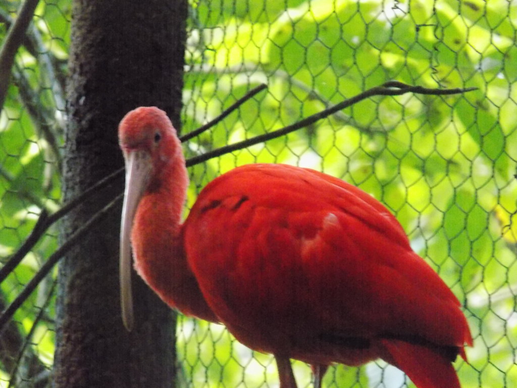 This picture shows a Scarlet Ibis in the aviary at Pointe-a-Pierre Wildfowl Trust, Trinidad