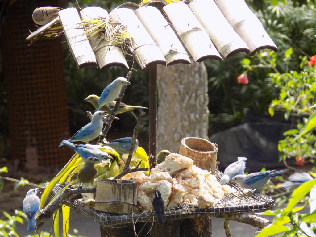 This picture shows lots of small blue and grey birds feeding on the bird table outside reception at the Pointe-a-Pierre Wildfowl Trust, Trinidad