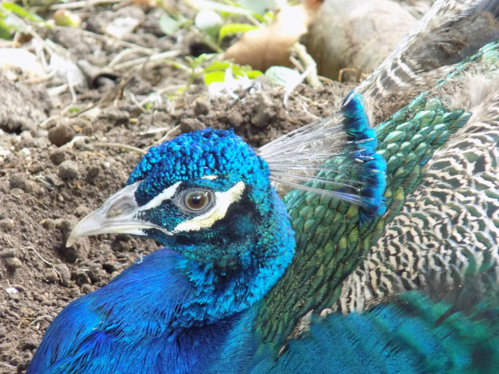 This picture shows a beautiful turquoise blue peacock in the grounds of the Pointe-a-Pierre Wildfowl Trust, Trinidad