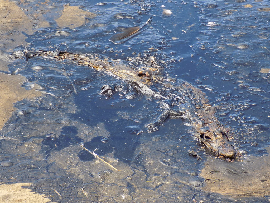 This picture shows a dead caiman, trapped in the sticky pitch of Pitch Lake,Trinidad