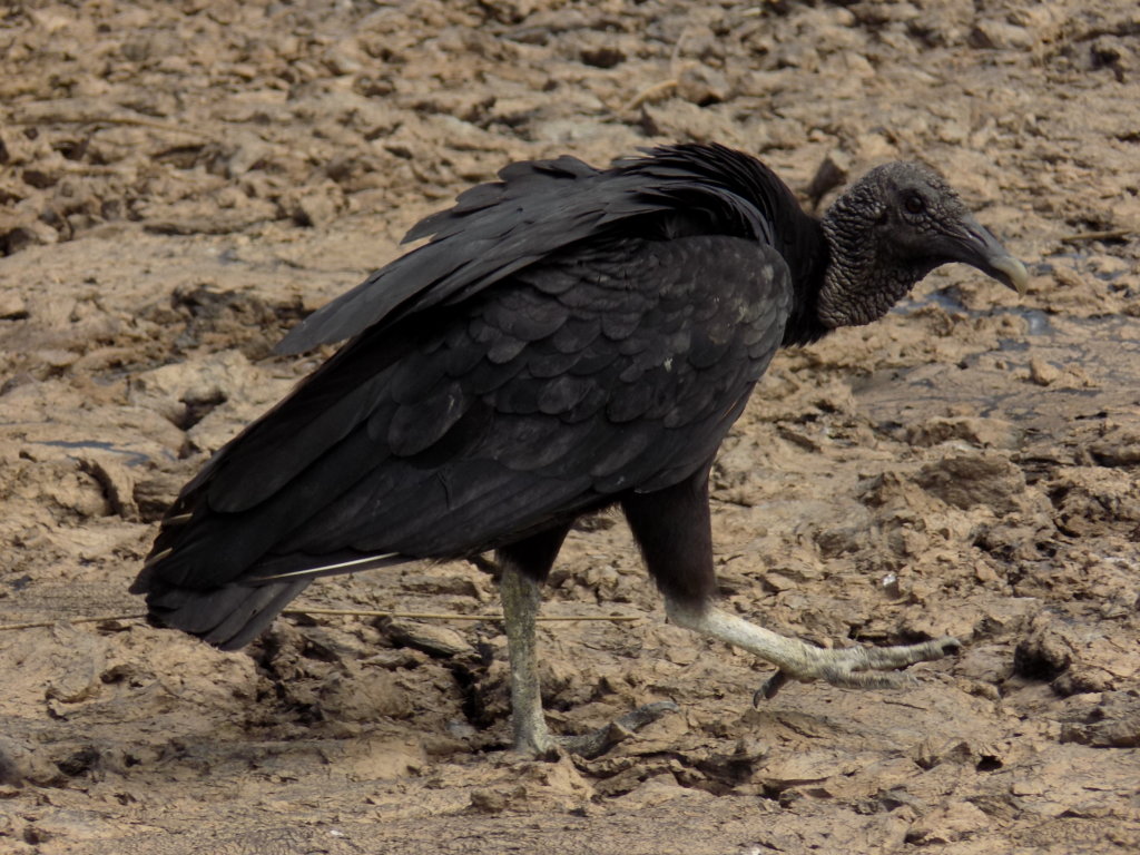 This picture shows a Black Turkey Vulture on the surface of Pitch Lake, Trinidad