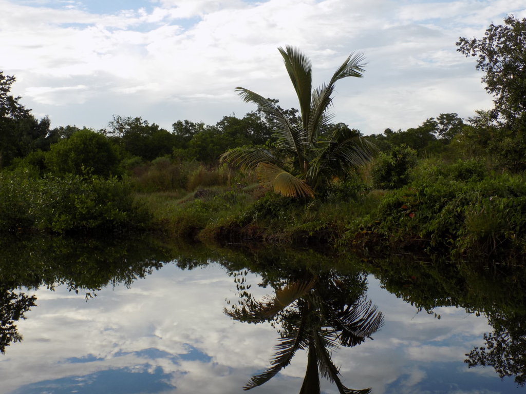 This picture was taken as we headed into the swamp and shows a palm tree and other trees and shrubs reflected in the still waters.