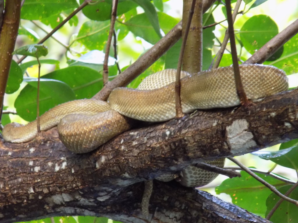 This picture shows a pale brown and cream boa sleeping on a branch above our heads