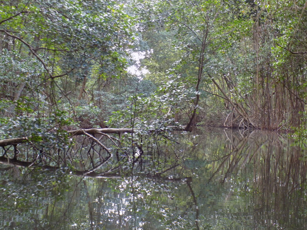 This picture shows the mangroves of Caroni Swamp reflected back in the still waters, giving an 'other-worldly' feel to the whole place
