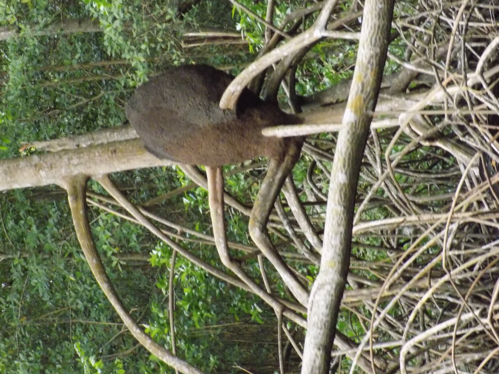 This picture shows a black termite nest built in the roots of a mangrove in Caroni Swamp.