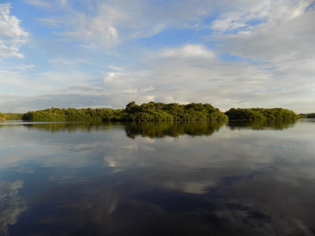 This photo shows the roosting site used by white egret and Scarlet Ibis in Caroini Swamp