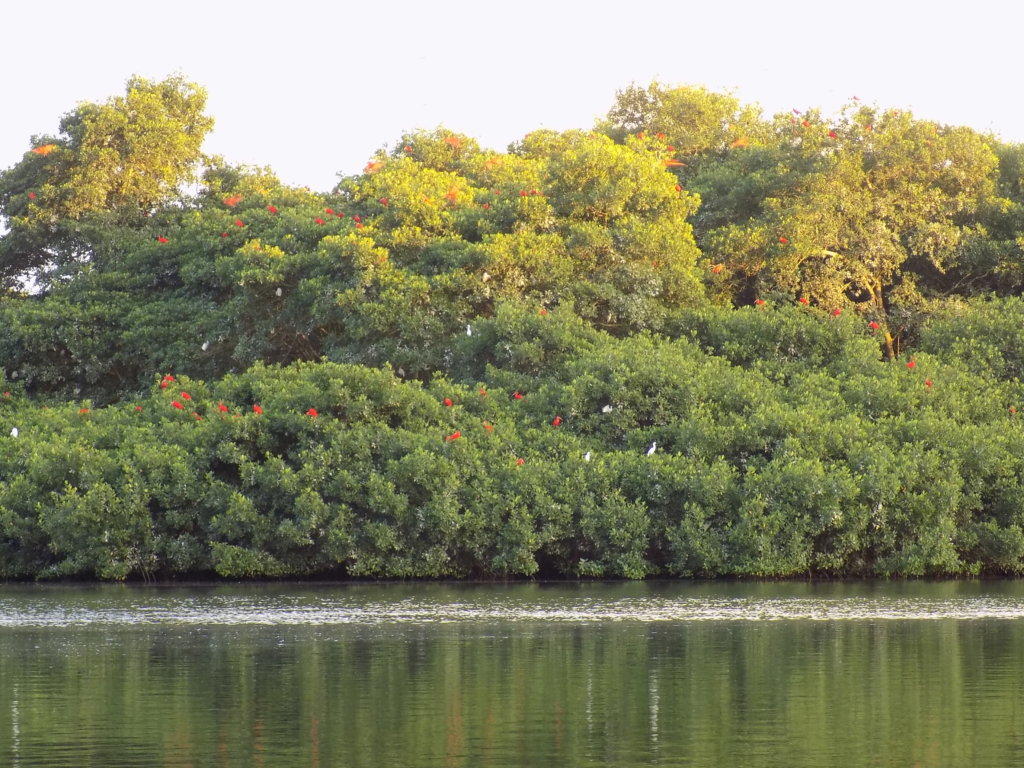 This photo shows the trees where the white egret and the Scarlet Ibis roost, gradually turning from green to red and white.