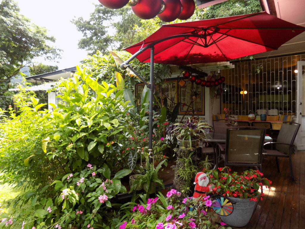 This photo shows the terrace at Yerette with lots of plants, some Christmas decorations and a scarlet parasol