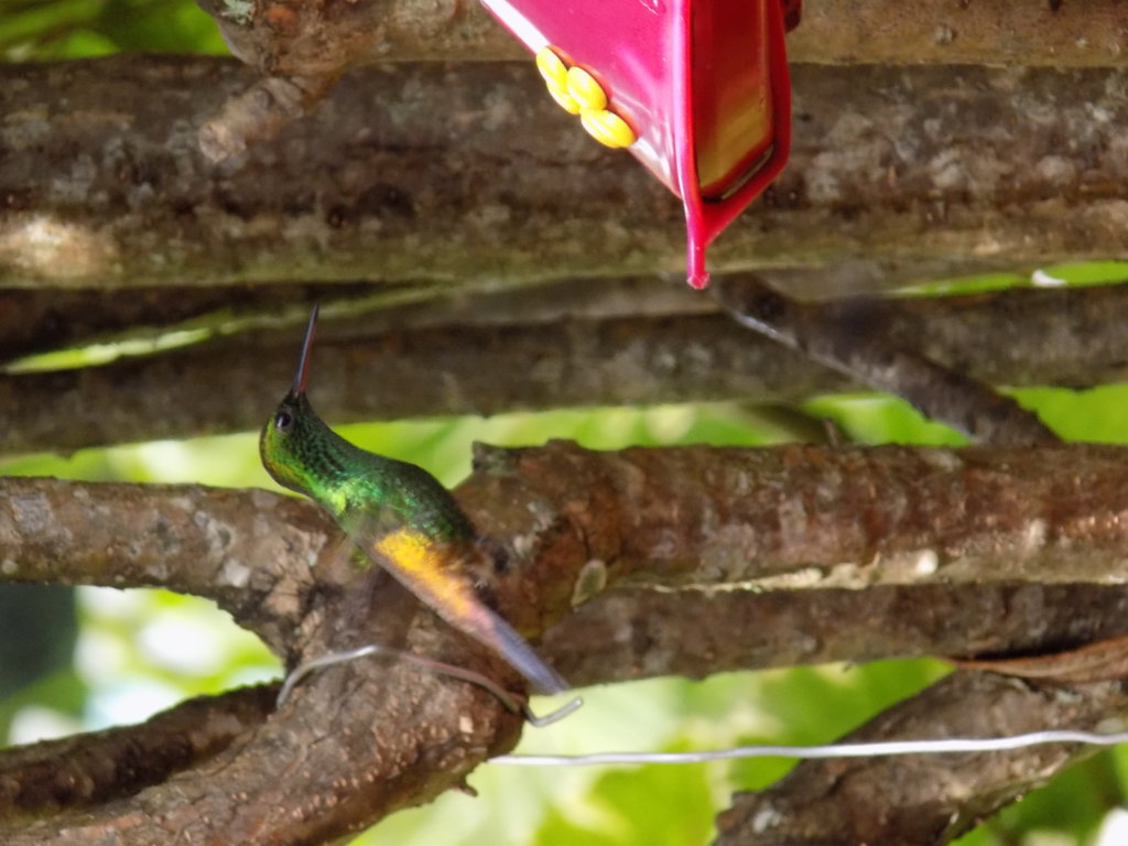 This photo shows a hummingbird hovering near one of the feeders at Yerette