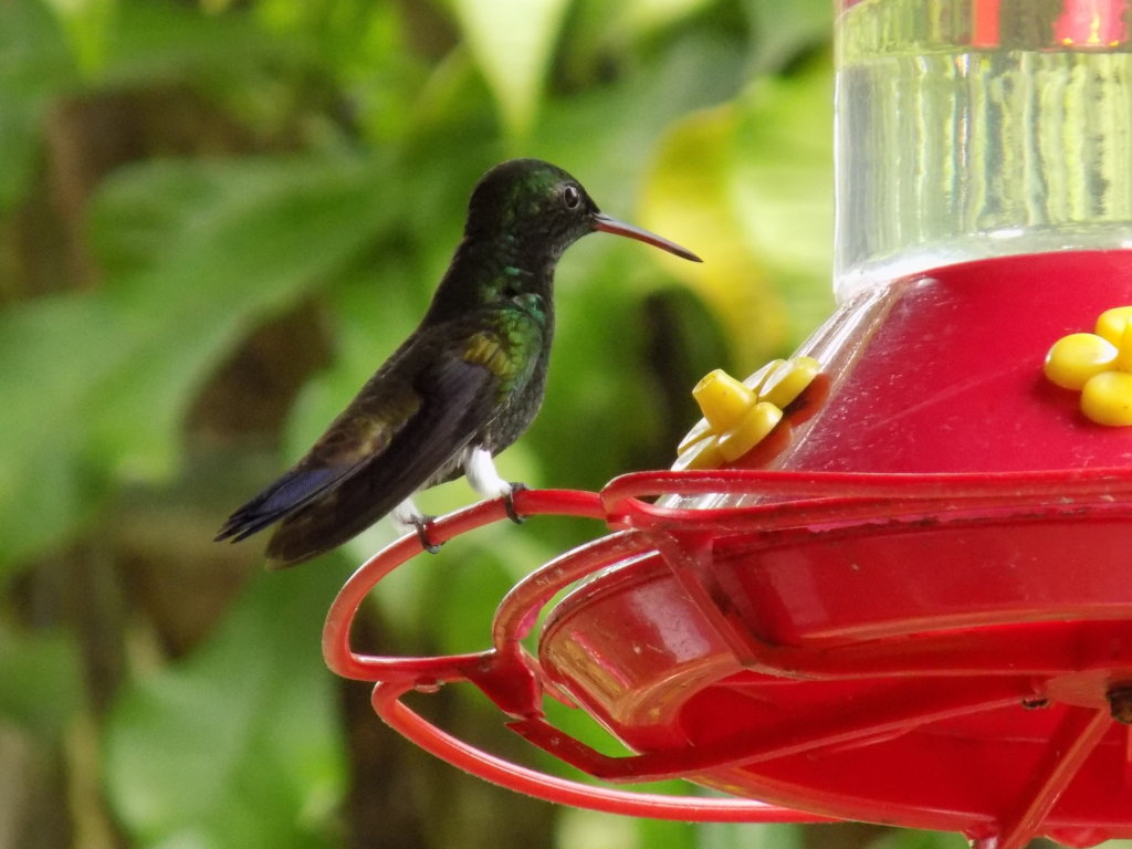 This photo shows a tiny green hummingbird perched on the edge of a feeder