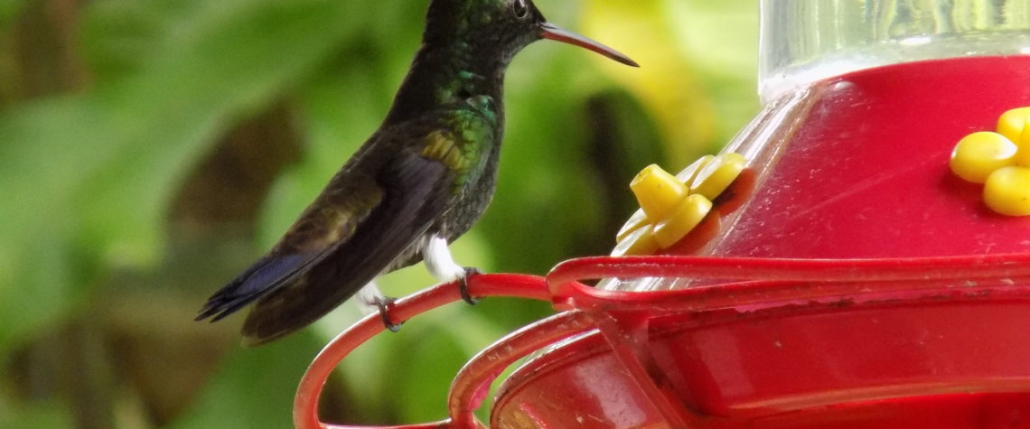 This photo shows a tiny green hummingbird perched on the edge of a feeder