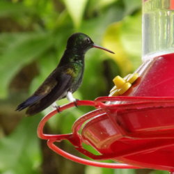 This photo shows a tiny green hummingbird perched on the edge of a feeder