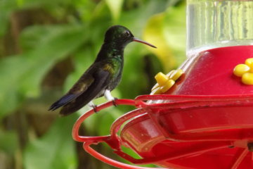 This photo shows a tiny green hummingbird perched on the edge of a feeder