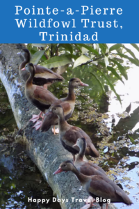 If you're visiting #Trinidad, don't miss a trip to this wildfowl centre. Learn all about the conservation of the island's bird species. Click to read the full article. #Caribbean #birds #conservation