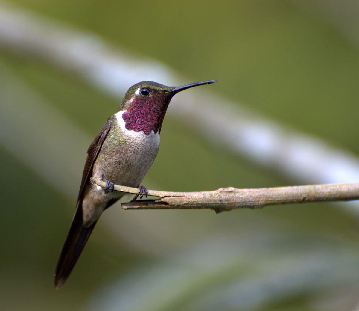 This photo shows an amethyst woodstar perched on a branch