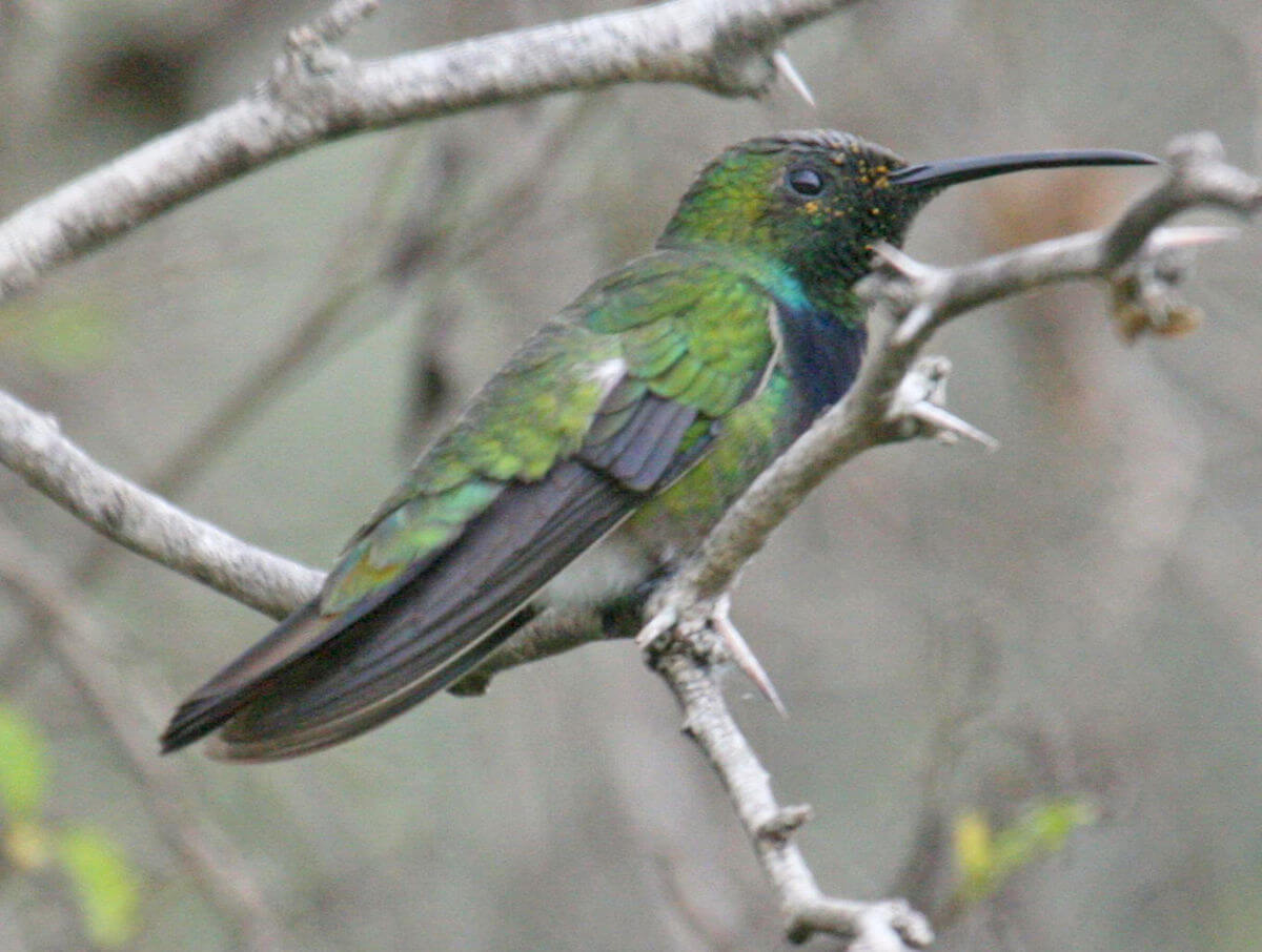 This photo shows a green-throated mango perched on a branch